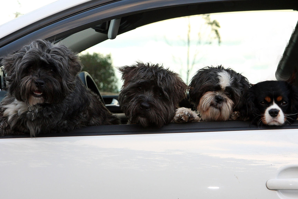 Pet friendly Holidays in Ireland - Dogs on a road trip around Ireland © Trident Holiday Homes