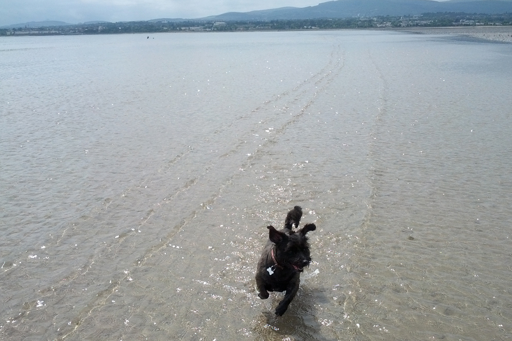 Pet Friendly Holidays in Ireland - Dog running in sea on beach © Trident Holiday Homes