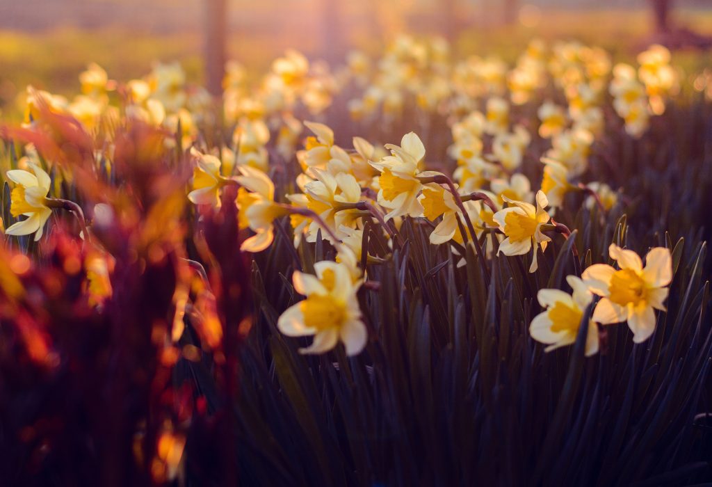 Sea of beautiful Daffodil in Ireland
