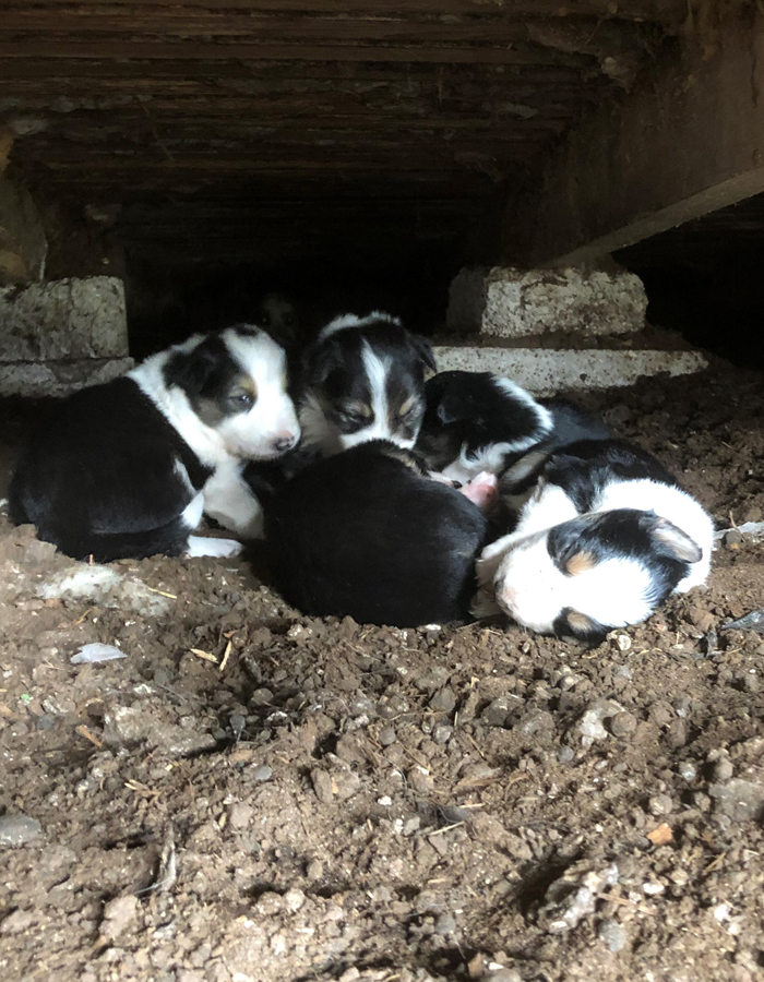 Puppies on Dingle Farm Beehive Huts County Kerry