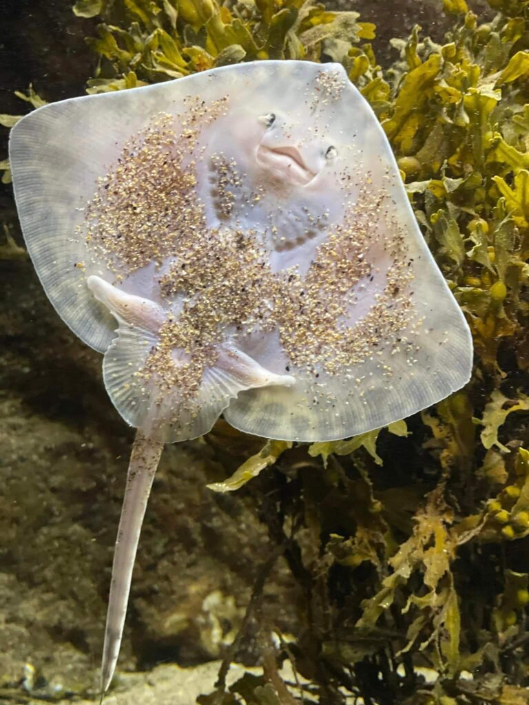 Oceanworld Dingle Aquarium 3