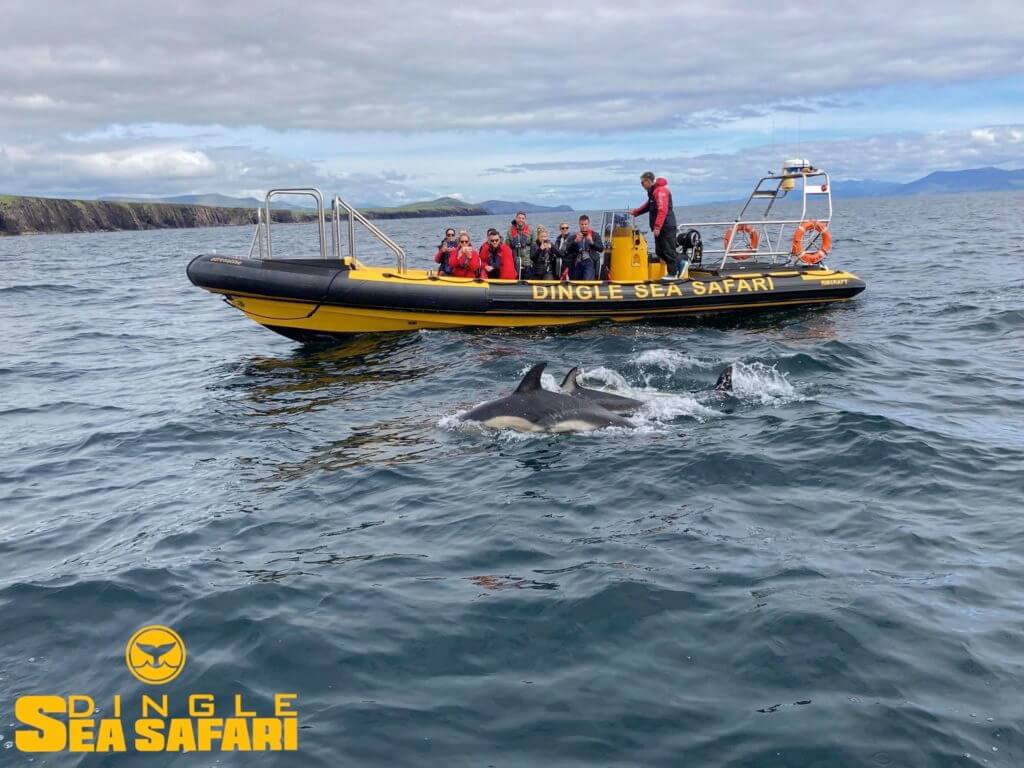 Dingle Sea Safari 3