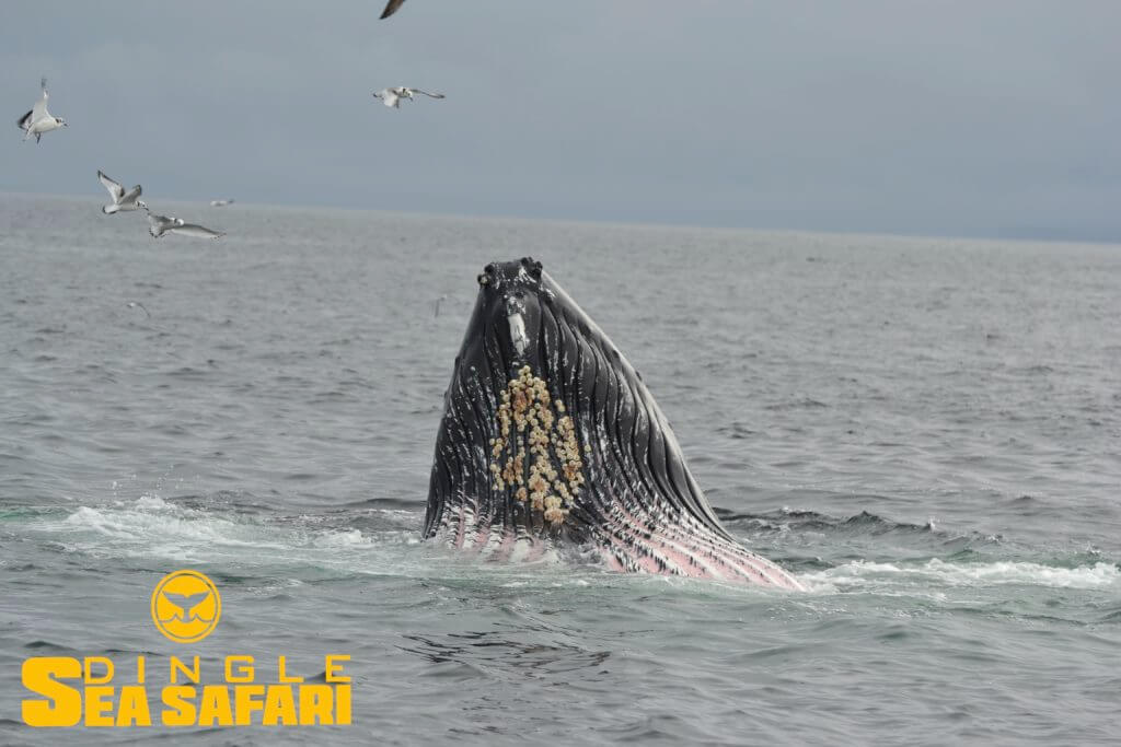 Dingle Sea Safari 5