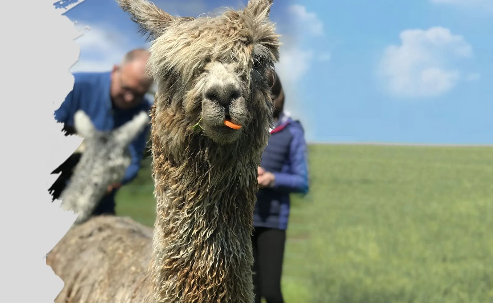 Flying Alpaca - Alpaca Farm - Attraction in Kilkee, Co. Clare, Ireland